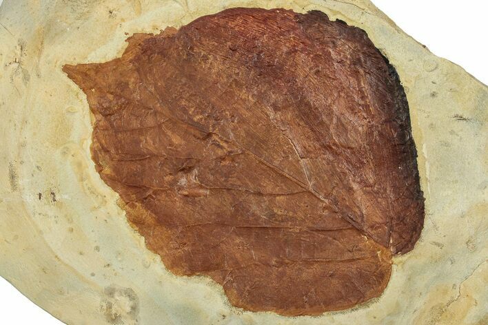 Colorful Fossil Leaf (Beringiaphyllum) - Montana #351963